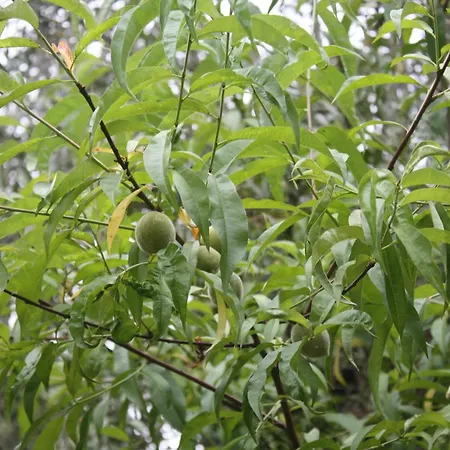Quinta Do * Casal da Bica