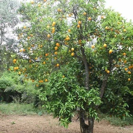 Quinta Do *